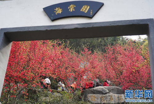 又是春花爛漫時 南昌太陽谷游人不絕鳳凰網江西 鳳凰網